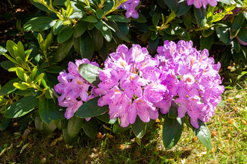 Purple rhododendron blooming in spring, Lohja, Finland