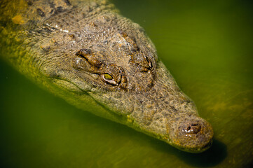 Animals in South Africa