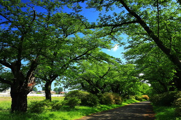 新緑の北上展勝地