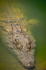 Animals in South Africa