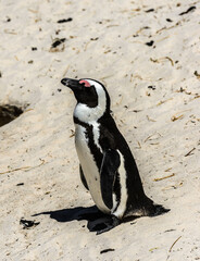Penguins in South Africa