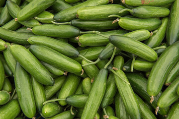 fresh organic cucumber.