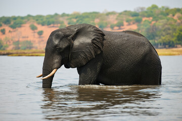Elephant (Loxodonta africana) walks in the water.