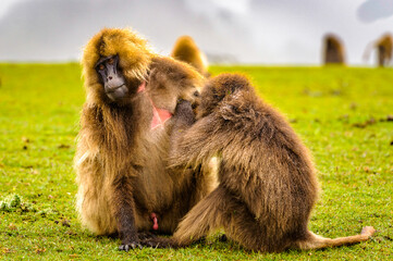 It's Wild hamadryas baboons (Papio hamadryas), Ethiopia