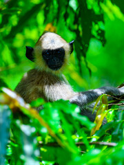 Monkey among the leaves in wilderness, Sri Lanka