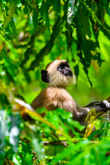 Monkey among the leaves in wilderness, Sri Lanka