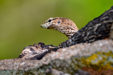 Little lizard in Sri Lanka