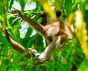 Monkey among the leaves in wilderness, Sri Lanka
