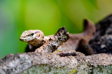 Little lizard in Sri Lanka