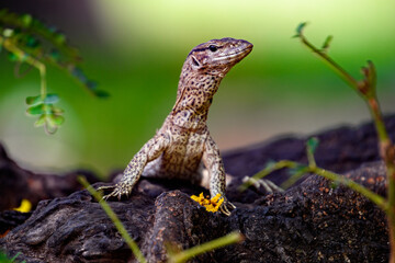 Little lizard in Sri Lanka