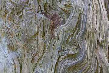 Beautiful grey brown wood grain tree trunk background showing detail