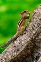 Small quirrel on a tree in Sri Lanka