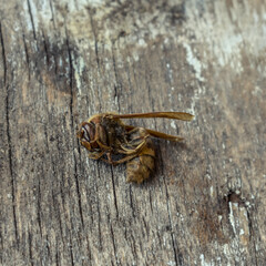 Dead dried hornet lies on a wooden surface, close-up. Big dead wasp outdoors
