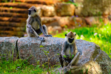 Monkey in wilderness, Sri Lanka