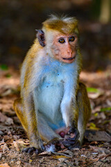 Monkey in wilderness, Sri Lanka