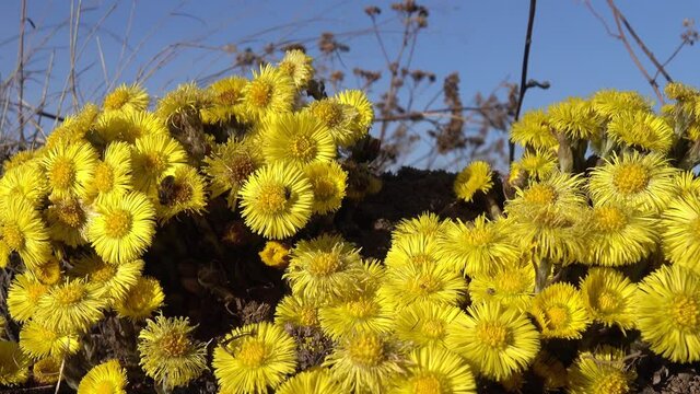 Spring and a bright yellow mother-and-stepmother, foalfoot (,Tussilago farfara) against a blue sky. Bees collect nectar, the first bribe of honey (scout bee for forage)
