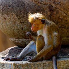 Monkey on the temple, Sri Lanka