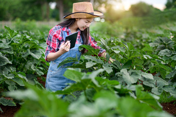 farmer inspecting organic vegetables.farmer asian women inspecting garlic in agricultural garden. Plant growth