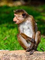 Monkey in wilderness, Sri Lanka