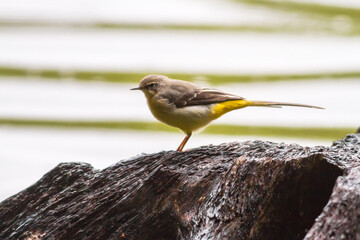 Grey Wagtail (Motacilla cinerea)