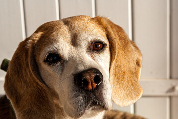 Close-up on the look of a beagle dog. 