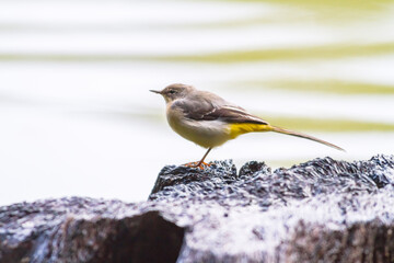 Grey Wagtail (Motacilla cinerea)
