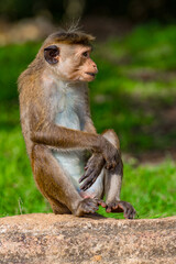 Monkey in wilderness, Sri Lanka