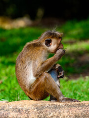 Monkey in wilderness, Sri Lanka