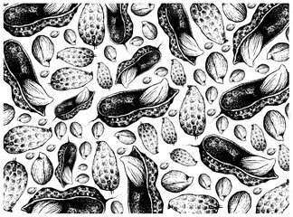Illustration Wallpaper Background of Hand Drawn Sketch Fresh Peanuts or Groundnut with Groundnut Plants With Groundnuts And Roots, Good Source of Dietary Fiber, Vitamins and Minerals.
