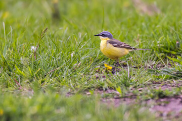 Grey Wagtail (Motacilla cinerea)