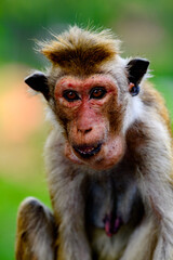 Monkey close up  in wilderness, Sri Lanka