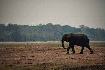 Fototapeta premium African elephant walking in the savannah