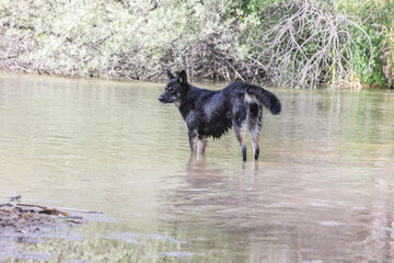 a mix of rottweilers with another dog taking a bath in the river and playing with a ball
