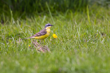 Grey Wagtail (Motacilla cinerea)