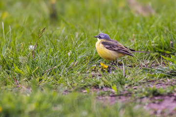 Grey Wagtail (Motacilla cinerea)