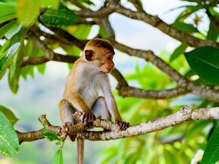 Little baby Monkey on the tree, Sri Lanka