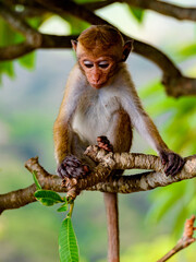 Little baby Monkey on the tree, Sri Lanka