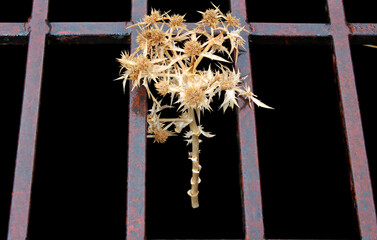 dried thistle in the middle of a slit