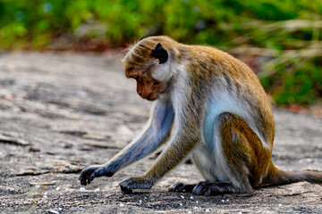Monkey in wilderness, Sri Lanka
