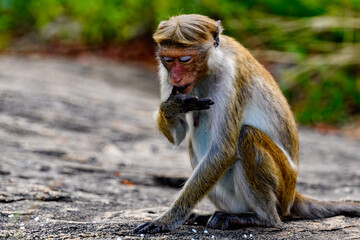 Obraz premium Monkey in wilderness, Sri Lanka