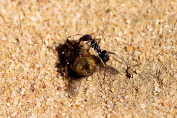 Meat Ant (Iridomyrmex purpureus) with blowfly, South Australia