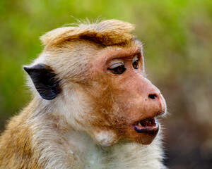Naklejka premium Monkey on the temple, Sri Lanka