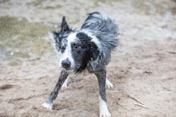 a Border Collie taking a bath in the river and playing with a stick
