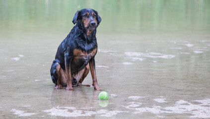 a mix of rottweilers with another dog taking a bath in the river and playing with a ball
