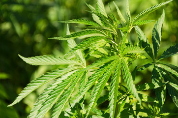 Green background of leaves. Young cannabis plant