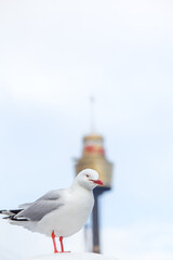 seagull on a post