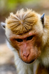 Obraz premium Monkey on the temple, Sri Lanka