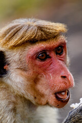 Monkey eats rice in wilderness, Sri Lanka