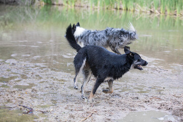 two dogs playing in the river, a Border Collie and a Rottweiler mix