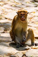 Monkey in wilderness, Sri Lanka